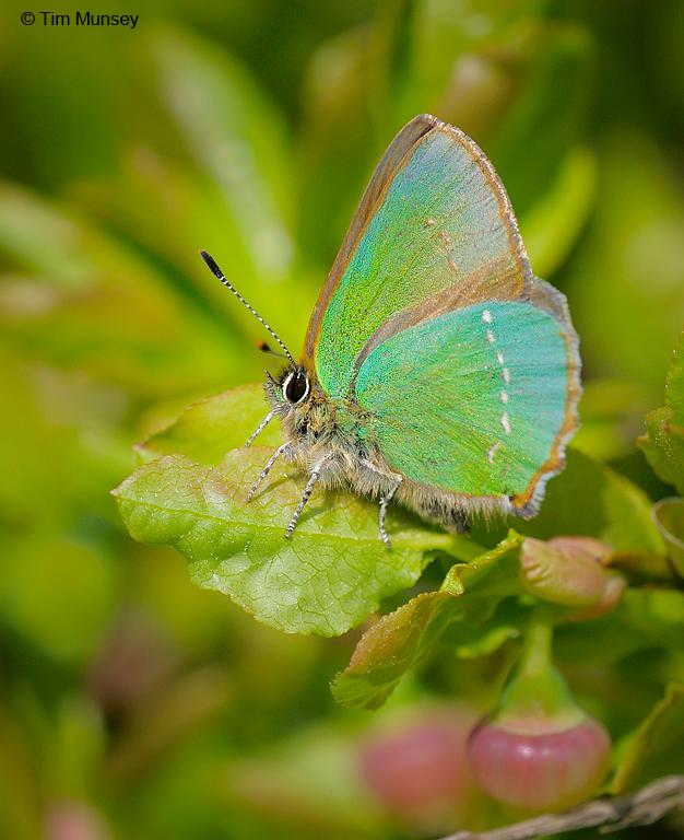 Green Hairstreak 010510_6 .jpg